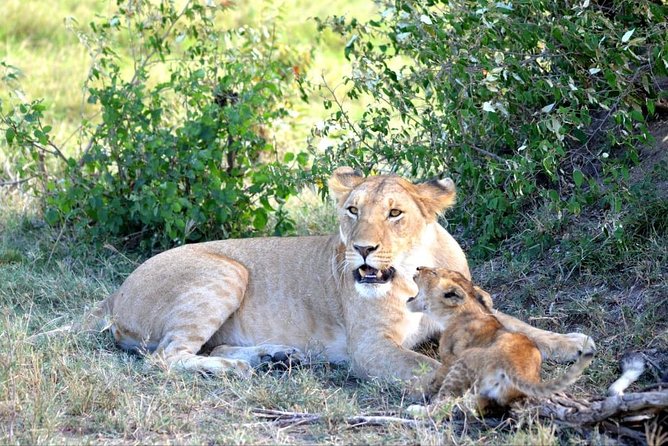 6 Days in Masai Mara- Lake Nakuru- Amboseli - Day 2: A full day in the Masai Mara