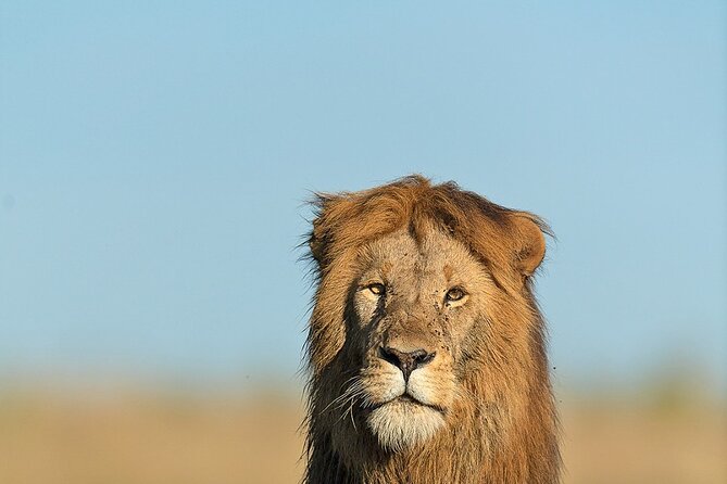 6 Days Kenya Adventure Wildlife Safari - Days 4 and 5: Two chances to explore Masai Mara