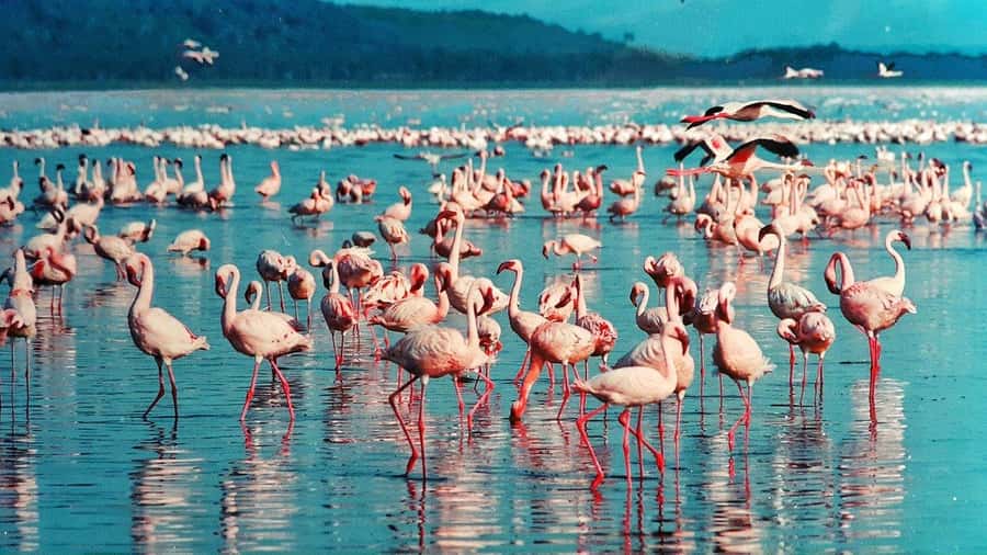 6 Days Kenya Budget Safari - Key points to know before booking