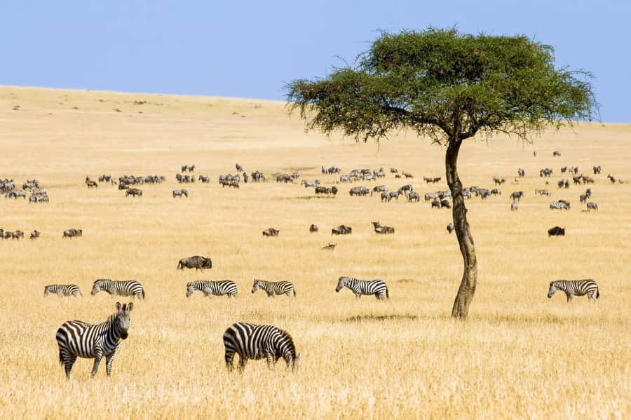 6 Days Kenya Budget Safari - Why this route works for a first Kenya safari