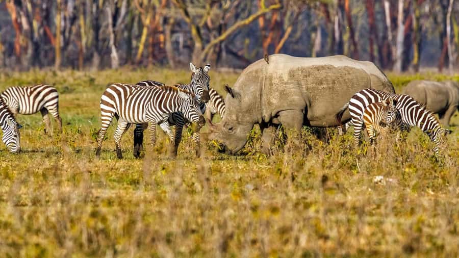 6 Days Kenya Budget Safari - Day 6: A final Amboseli drive and return to Nairobi
