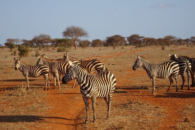 6 Days Kenya Masai Mara,Lake Nakuru & Amboseli Wildlife Safari - Why this Kenya safari route works