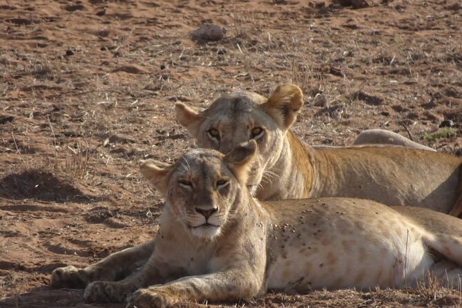 6 Days Kenya Masai Mara,Lake Nakuru & Amboseli Wildlife Safari - Day 4: The long move to Amboseli