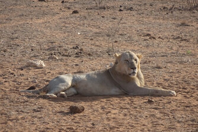 6 Days Kenya Masai Mara,Lake Nakuru & Amboseli Wildlife Safari - Day 5: Amboseli elephants and Mount Kilimanjaro