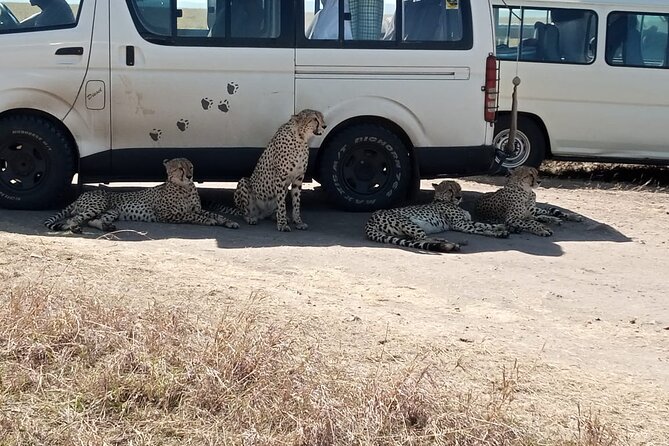 6 Days Kenya Masai Mara,Lake Nakuru & Amboseli Wildlife Safari - Day 6: Morning wildlife and return to Nairobi
