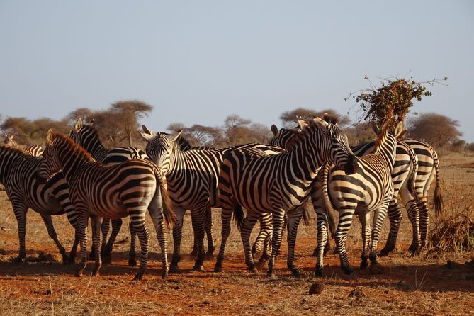 6 Days Kenya Masai Mara,Lake Nakuru & Amboseli Wildlife Safari - Day 2: A full day across the Maasai Mara plains