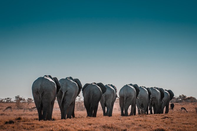 6 Days Maasai Mara/Nakuru/Amboseli Group Safari - Day 4: Lake Nakuru birds and rhinos, then a long run to Amboseli