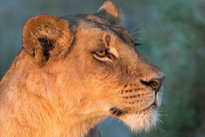 6 Days Masai Mara, Lake Nakuru & Amboseli-Ultimate Kenyan Safari - Why this route works for a first Kenya safari