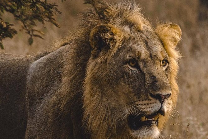 6 Days Masai Mara, Lake Nakuru & Amboseli-Ultimate Kenyan Safari - Day three: rhinos and birdlife at Lake Nakuru