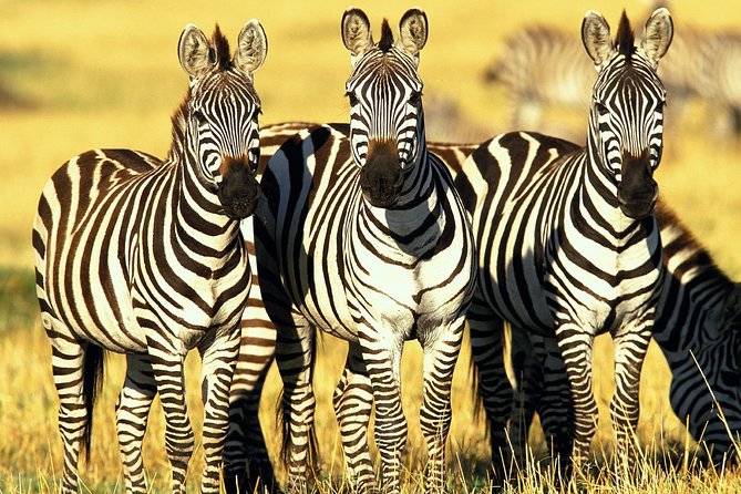 6 Days Masai Mara, Lake Nakuru & Amboseli-Ultimate Kenyan Safari - Day four: the long move toward Amboseli