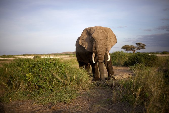 6 Days Masai Mara, Lake Nakuru & Amboseli-Ultimate Kenyan Safari - Days five and six: elephants and Kilimanjaro in Amboseli