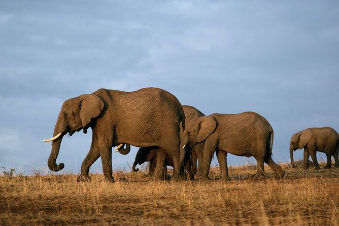6 Days Masai Mara, Lake Nakuru & Amboseli-Ultimate Kenyan Safari - Camps, meals, and the real value of $395