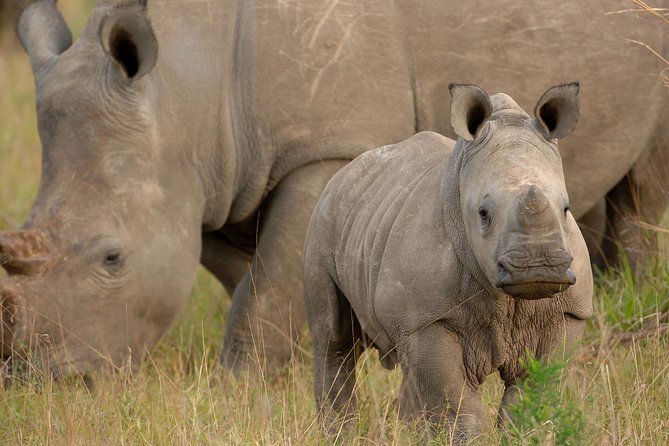 6 Days Masai Mara, Lake Nakuru & Amboseli-Ultimate Kenyan Safari - The shared pop-up-roof van matters