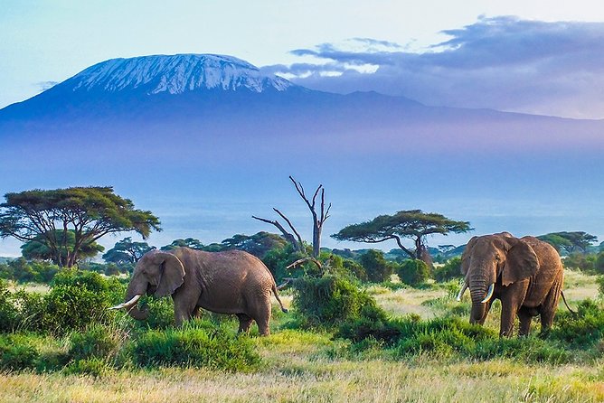 6 Days Masai Mara, Lake Nakuru & Amboseli-Ultimate Kenyan Safari - Day two: a full day among the Mara’s animals
