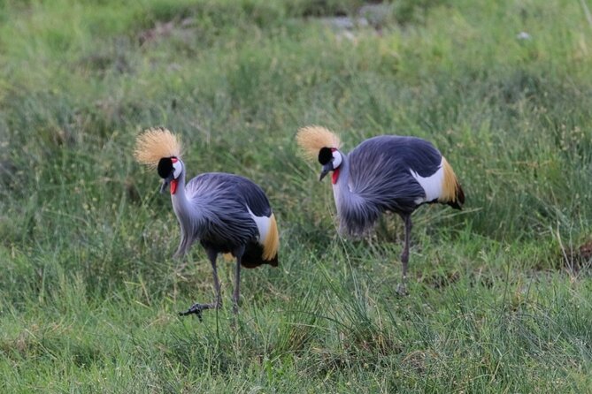 6 Days Masai Mara, Lake Nakuru and Amboseli Budget Group Safari - Day two: a full day in Masai Mara