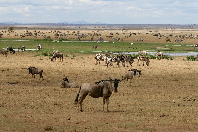 6 Days Masai Mara, Lake Nakuru and Amboseli Budget Group Safari - Day five: elephants and the white roof of Africa