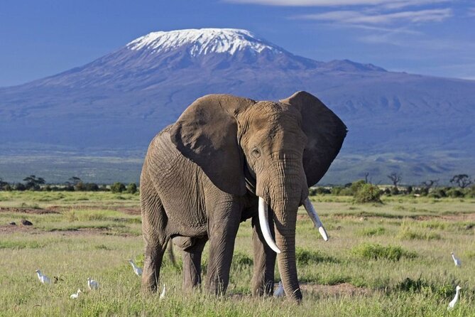 6 Days Masai Mara, Lake Nakuru and Amboseli Budget Group Safari - What the $1,130 price really gives you