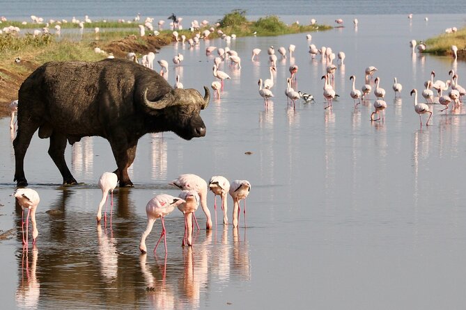 6-Days Masai Mara, Nakuru & Amboseli Group Safari on Landcruiser - What the $1,220 price really covers
