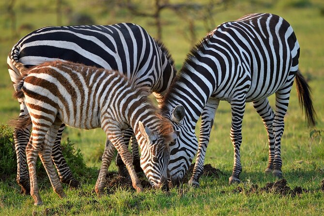 6-Days Masai Mara, Nakuru & Amboseli Group Safari on Landcruiser - Day three: Leaving the Mara for Lake Nakuru