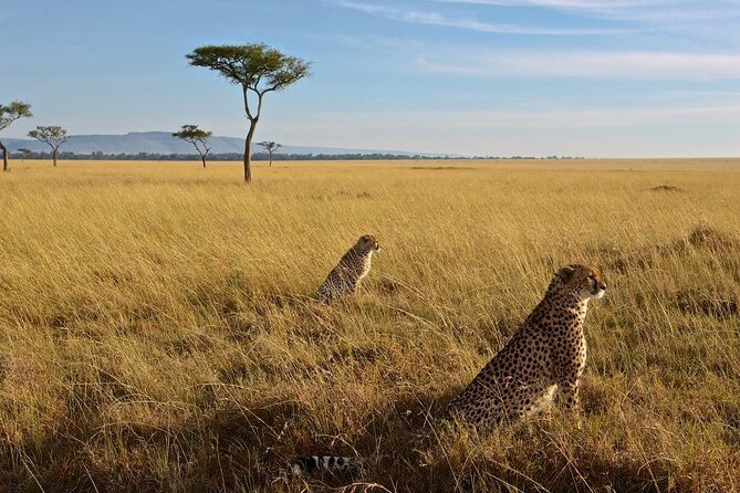 6-Days Masai Mara, Nakuru & Amboseli Group Safari on Landcruiser - Day four: Lake Nakuru in the morning, Amboseli by evening