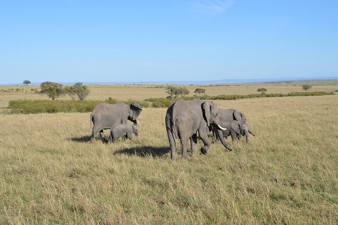 6-Days Masai Mara, Nakuru & Amboseli Group Safari on Landcruiser - Why the Landcruiser is more than a comfort upgrade