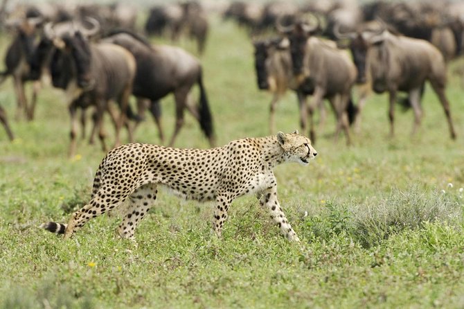 6 Days Masai Mara-Nakuru-Amboseli - Lodge Safari-Private 4X4 JEEP - Day 5: Amboseli’s elephants and Mount Kilimanjaro