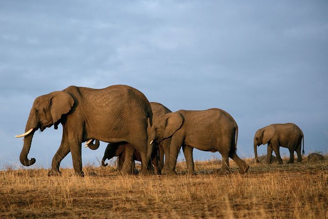6 Days Masai Mara-Nakuru-Amboseli - Lodge Safari-Private 4X4 JEEP - Meals, lodges, and what to confirm