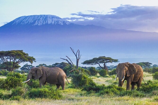 6-Days of Elephants, Wildebeest and Big 5: Kenya’s Classic Safari - Key points before you book