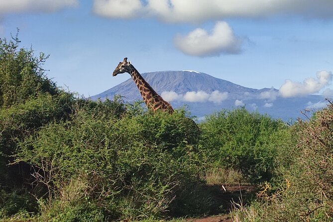 6-Days of Elephants, Wildebeest and Big 5: Kenya’s Classic Safari - Days 1 and 2: Elephants beneath Mount Kilimanjaro