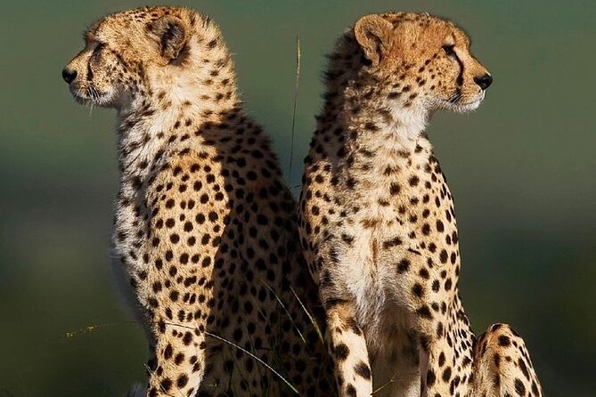 6-Days of Elephants, Wildebeest and Big 5: Kenya’s Classic Safari - Days 4 and 5: The big Mara wildlife search