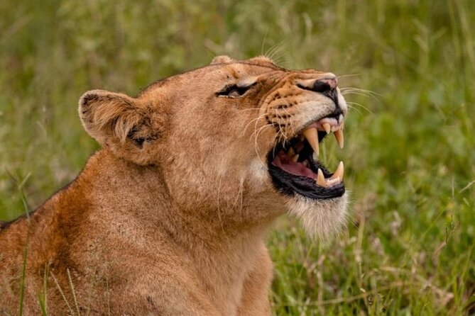 6-Days of Elephants, Wildebeest and Big 5: Kenya’s Classic Safari - Day 6: A Maasai village option and the return to Nairobi