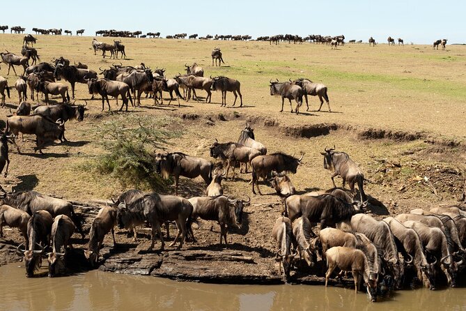 6-Days of Elephants, Wildebeest and Big 5: Kenya’s Classic Safari - Day 3: Rhinos, flamingos, and the Great Rift Valley