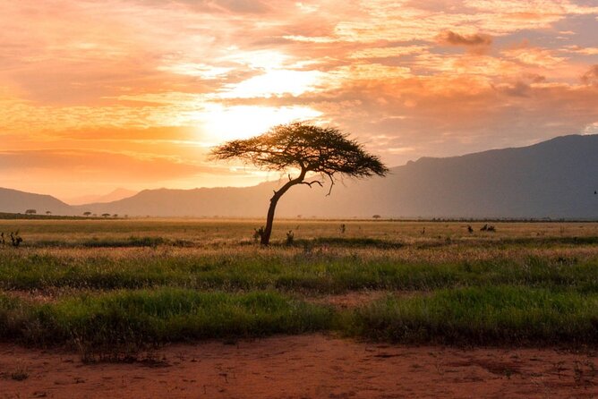 6 Days of Kenyan Wonders: Amboseli, Lake Nakuru, and Masai Mara - A six-day route with plenty of Kenya in it
