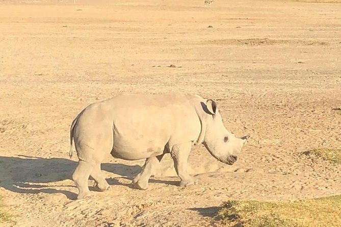 6 Days of Kenyan Wonders: Amboseli, Lake Nakuru, and Masai Mara - Day 4: Lake Nakuru to the Masai Mara