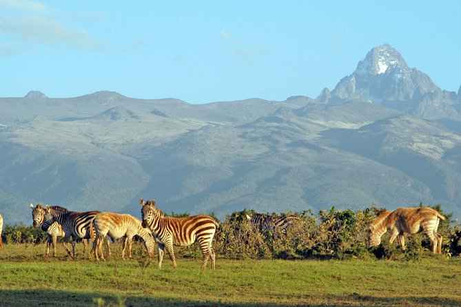 6 Days of Kenyan Wonders: Amboseli, Lake Nakuru, and Masai Mara - Day 6: A final game drive and Maasai village visit