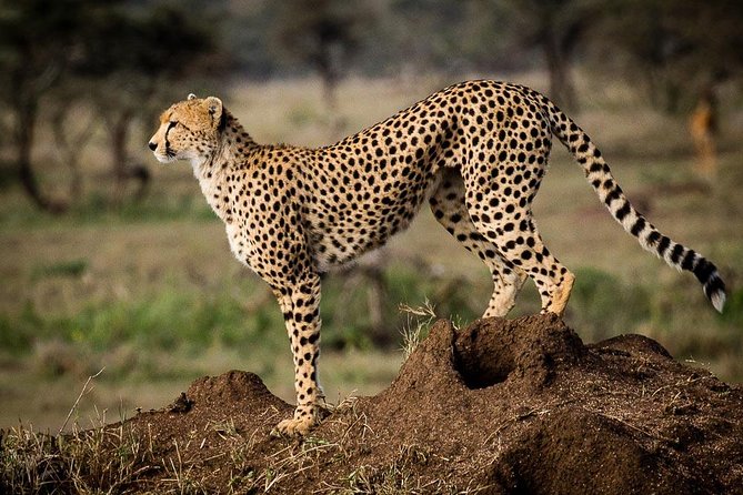 6 Days of Kenyan Wonders: Amboseli, Lake Nakuru, and Masai Mara - What the $2,000 price means