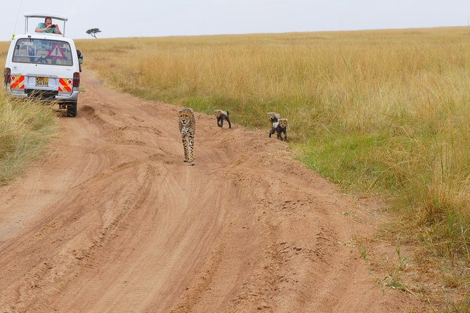 6 Days private safari package Kenya - Sightings, patience, and realistic expectations
