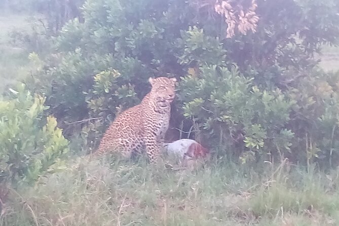 6 Days Safari to Samburu N/R, Aberdare N/P, Nakuru N/P and Maasai Mara N/R. - An early start and Aberdare’s forest animals