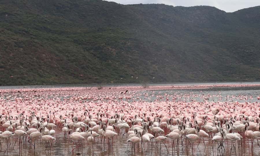 6 Days Small Group Safari To Masai Mara, Nakuru And Amboseli - Key points to know before you book