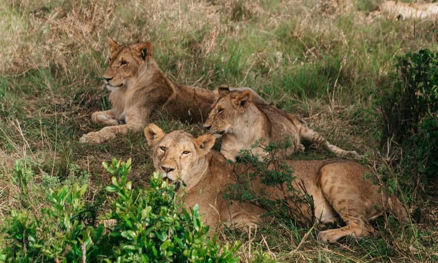 6 Days Small Group Safari To Masai Mara, Nakuru And Amboseli - Day 4: Lake Nakuru rhinos, then the long run to Amboseli