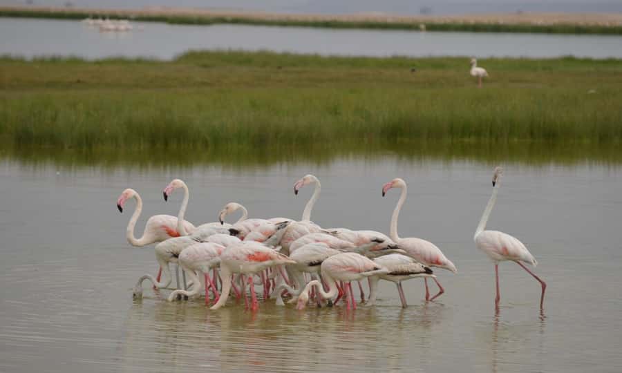 6 Days Small Group Safari To Masai Mara, Nakuru And Amboseli - Day 6: The early Amboseli drive and return to Nairobi