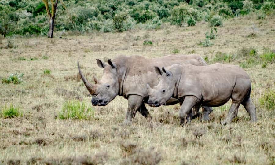 6 Days Small Group Safari To Masai Mara, Nakuru And Amboseli - Accommodation, meals, and the real value of $750