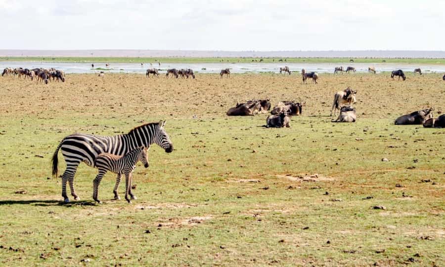 6 Days Small Group Safari To Masai Mara, Nakuru And Amboseli - Day 1: Nairobi to Maasai Mara via the Rift Valley