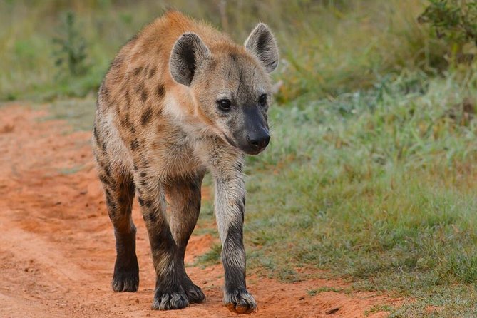 6 nights 7 days Masai Mara budget safari. - A broad Kenyan safari for $1,660