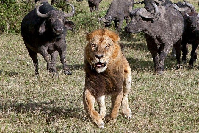 6Days Amboseli, Lake Nakuru and Masai Mara Camping Safari on Jeep - Day 3: Amboseli to Lake Nakuru by way of Nairobi