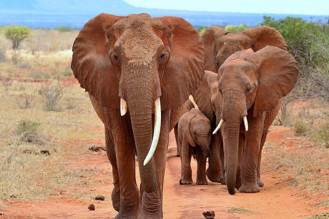 6Days Amboseli, Lake Nakuru and Masai Mara Camping Safari on Jeep - Day 4: Early viewing at Nakuru, then on to Masai Mara