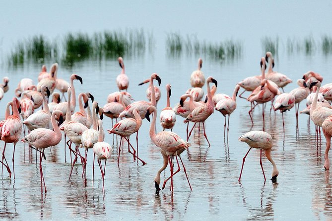 6Days Amboseli, Lake Nakuru and Masai Mara Camping Safari on Jeep - Day 6: One last morning, then back to Nairobi
