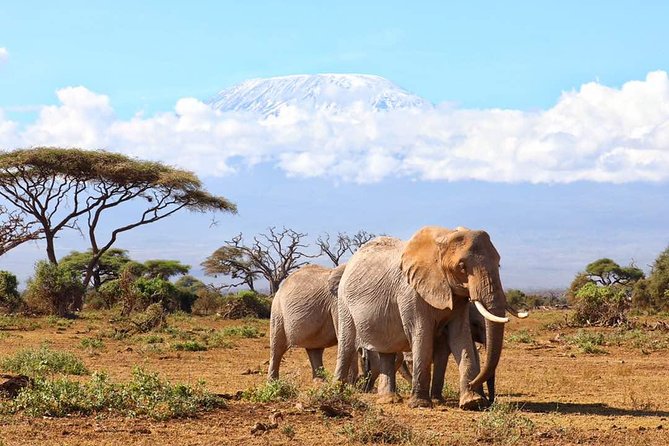 6days Masai mara-lake nakuru via Lake naivasha-Amboseli 4x4 jeep Safari - Four parks, one busy Kenyan route