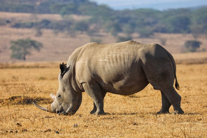 6days Masai mara-lake nakuru via Lake naivasha-Amboseli 4x4 jeep Safari - What the private 4x4 setup means