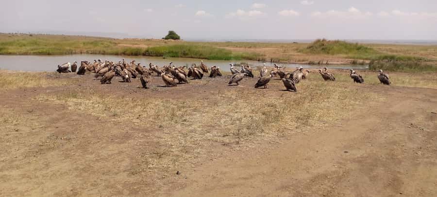 6hrs of Birdwatching in Nairobi National park - Why Nairobi National Park works for birding